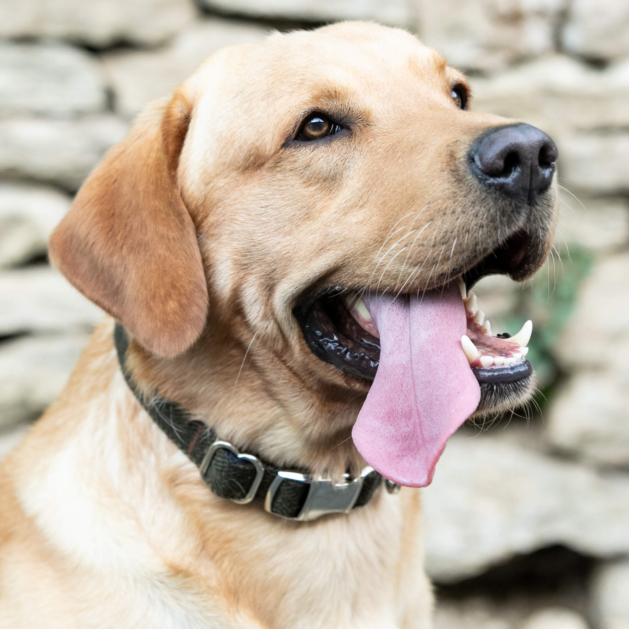 Hacket R Dopg Grey Checked Herringbone Tweed Dog Collar – Hugo & Hudson London