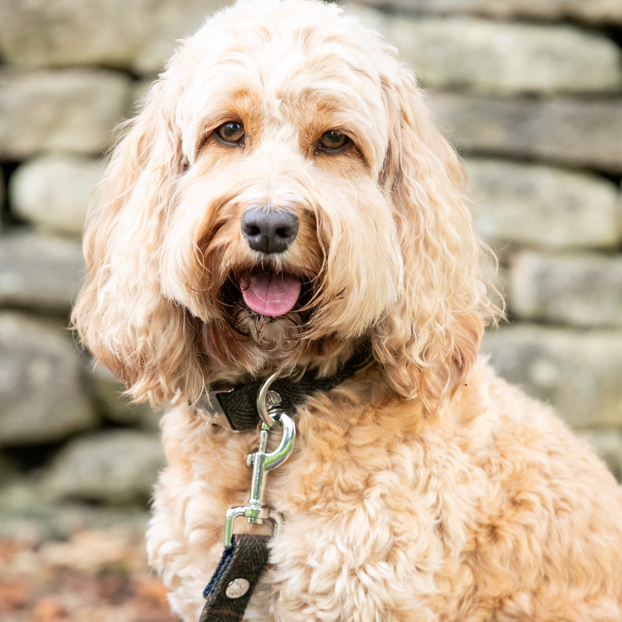 Dark Green Hackett Tweed Dog Lead