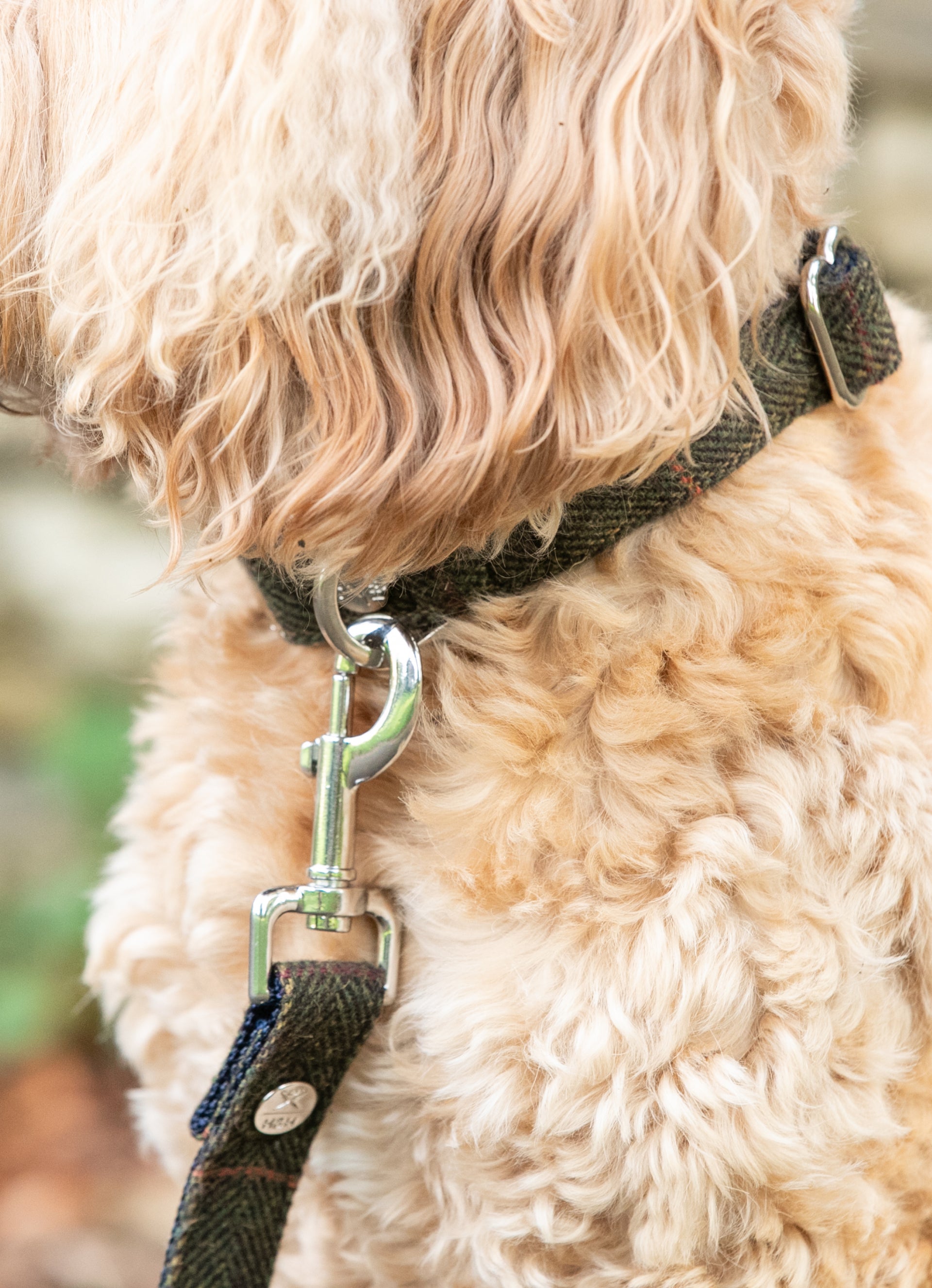 Hackett Dog Collar