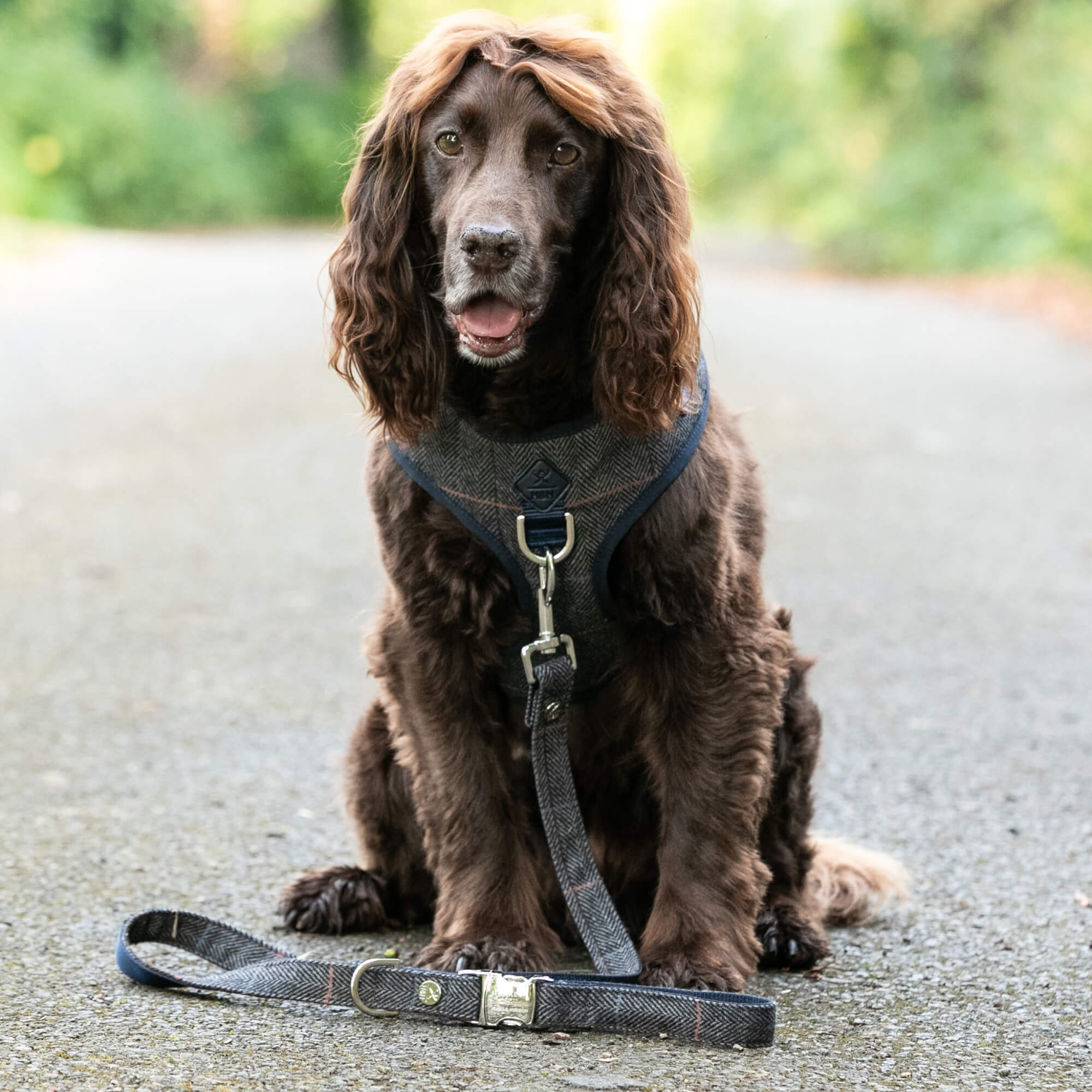 Hacket R Dopg Grey Checked Herringbone Tweed Dog Lead – Hugo & Hudson London