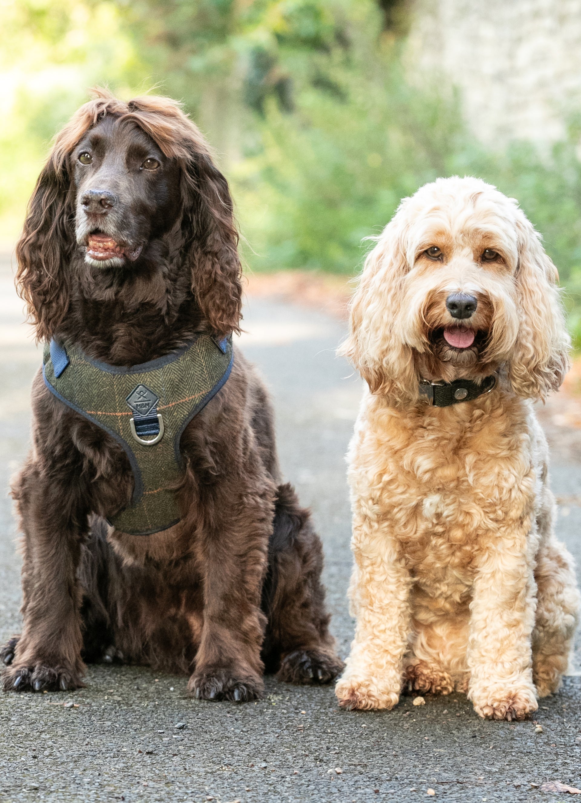 Hackett Dog Collar