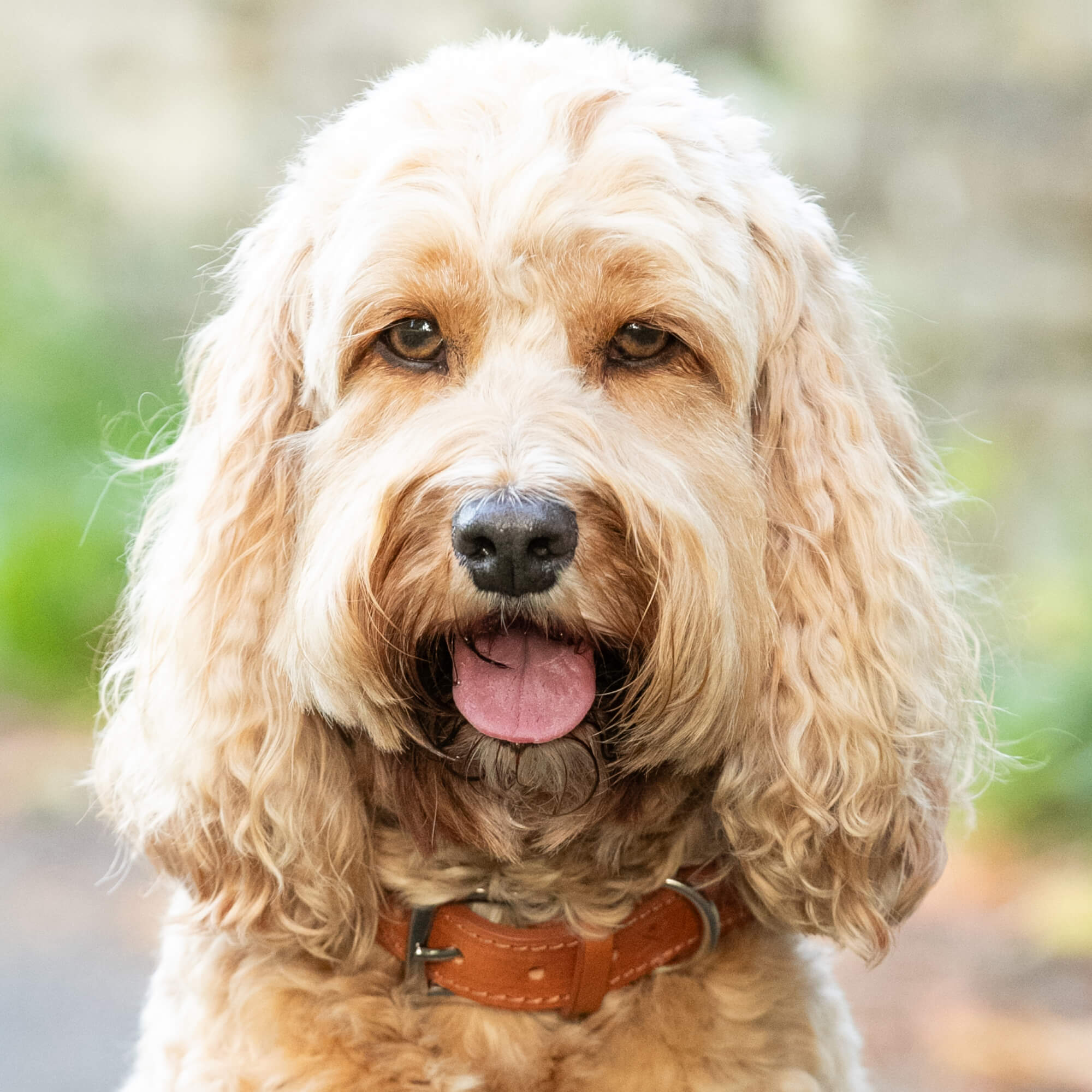 Hacket R Dopg Natural Rope Dog Collar Cognac Leather – Hugo & Hudson London