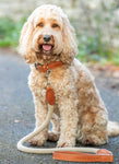 Natural Round Rope Dog Lead with Cognac Leather