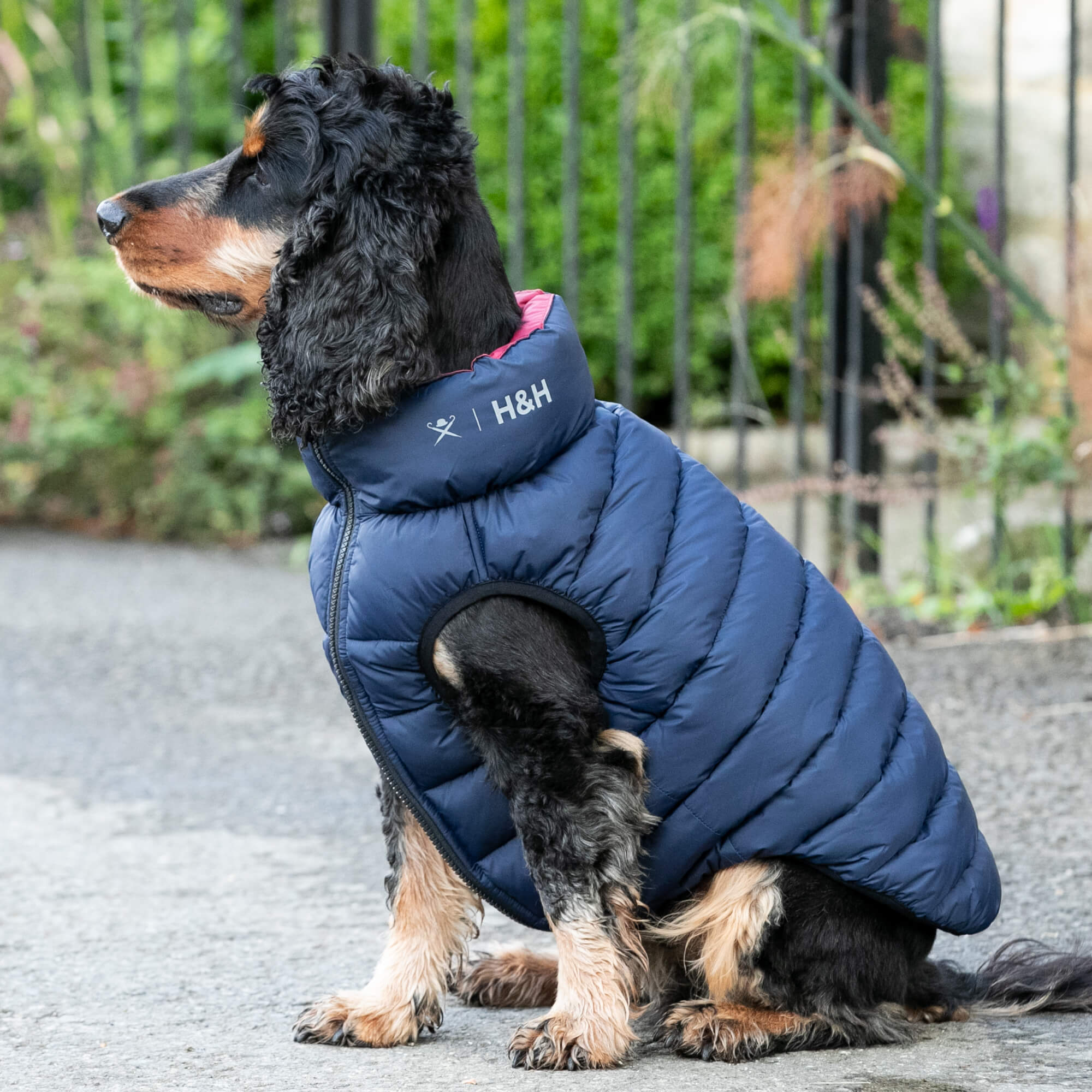 Hacket R Dopg Forest Green & Gold Dog Puffer Jacket – Hugo & Hudson London