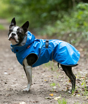 All-weather Dog Raincoat - Blue - Lifestyle