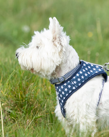 Fabric Dog Collar - Navy Star Lifestyle