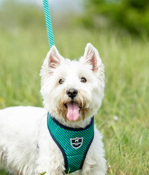 Fabric Dog Lead - Striped Navy and Green Lifestyle