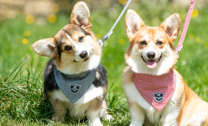 dogs with bandanas