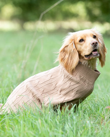 Knitted Dog Jumper - Camel Lifestyle