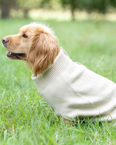 Knitted Dog Jumper - Beige Lifestyle