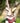 Fabric Dog Lead - Red Star Lifestyle