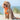 Orange Mesh Dog Leash