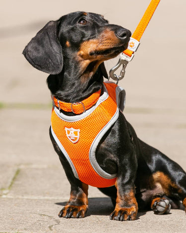 Mesh Dog Collar - Orange Lifestyle