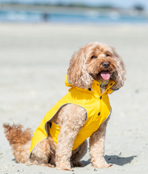 All-weather Dog Raincoat - Yellow - Lifestyle