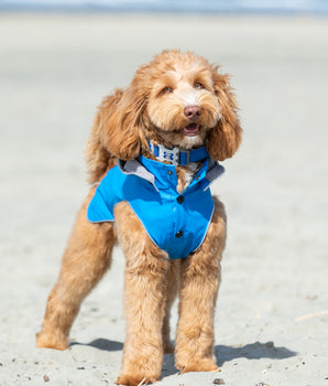 Mesh Dog Collar - Royal Blue - Lifestyle