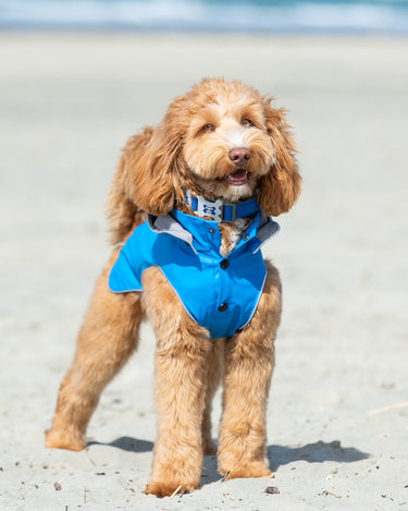 Mesh Dog Collar - Royal Blue - Lifestyle