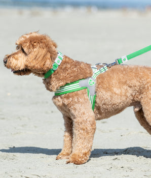 Easy Walk V Dog Harness - Green - Lifestyle