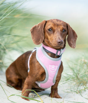Mesh Dog Collar - Pink - Lifestyle
