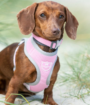 Mesh Dog Collar - Pink Lifestyle