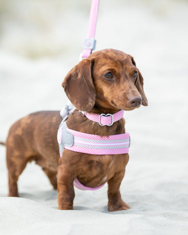 Easy Walk V Dog Harness - Pink - Lifestyle