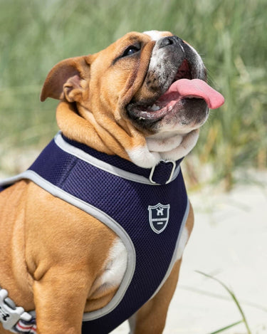 Mesh Dog Collar - Navy Lifestyle
