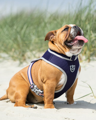 Mesh Dog Collar - Navy - Lifestyle