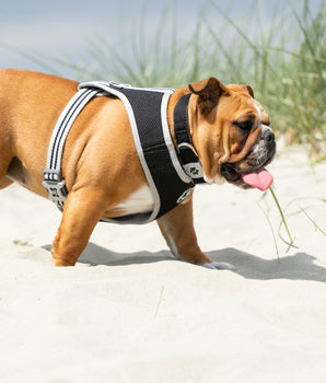 Mesh Dog Collar - Black - Lifestyle