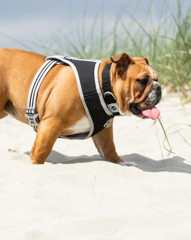 Mesh Dog Collar - Black - Lifestyle