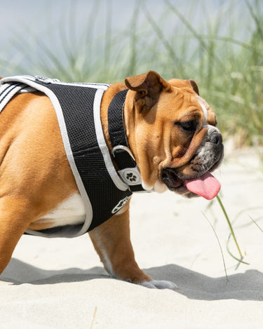 Mesh Dog Collar - Black Lifestyle