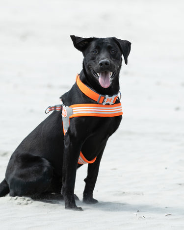 Easy Walk V Dog Harness - Orange - Lifestyle