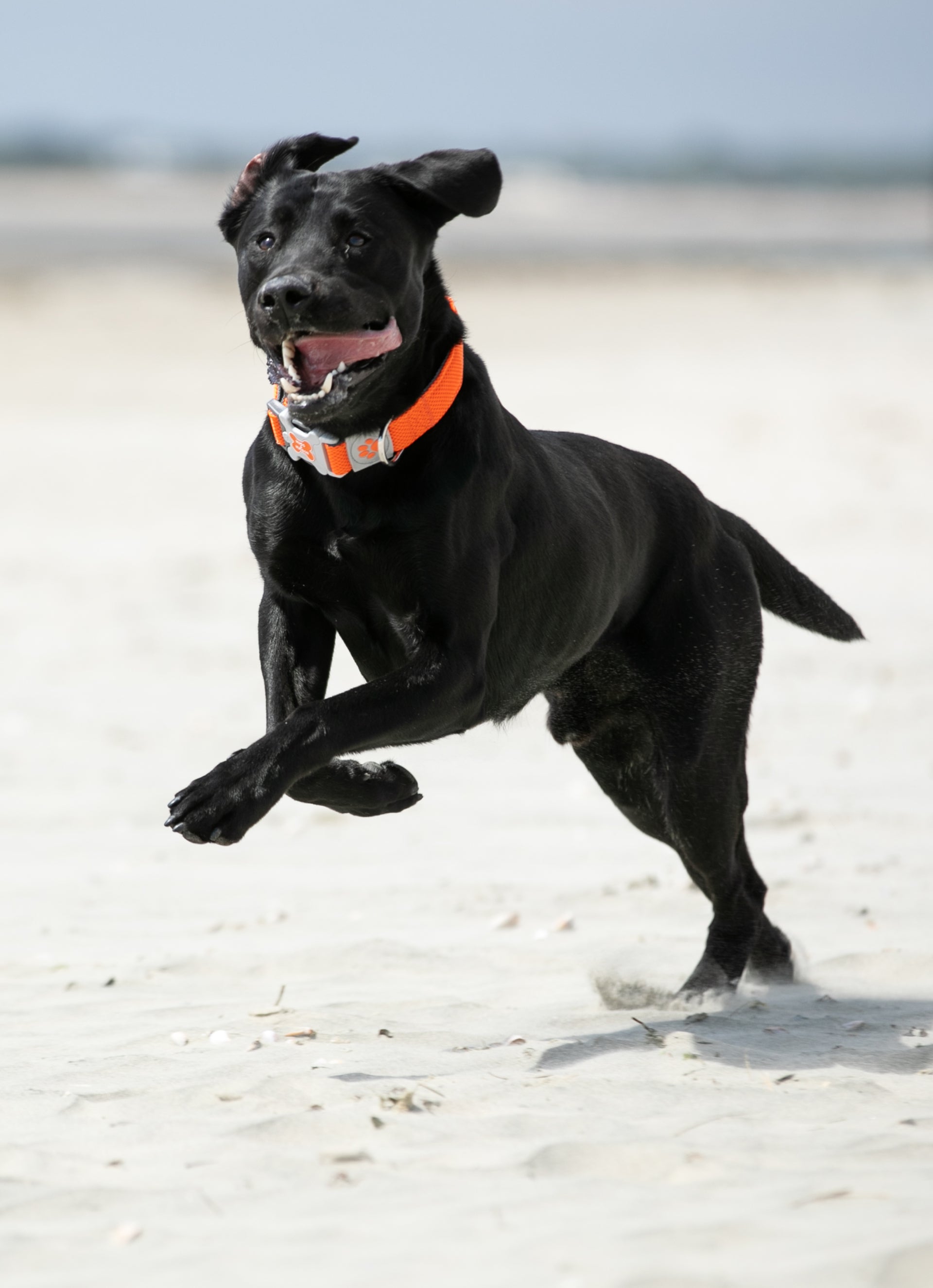 Mesh Dog Collar Orange Hugo & Hudson London