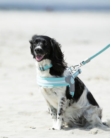 Easy Walk V Dog Harness - Aqua - Lifestyle
