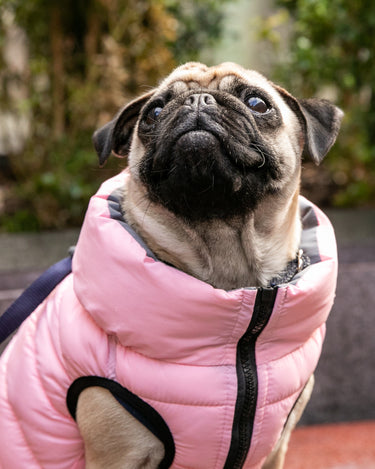 Reversible Dog Puffer Jacket - Light Pink and Grey Lifestyle
