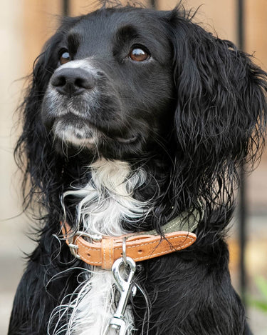 Denim and Leather Dog Collar - Green and Tan Lifestyle