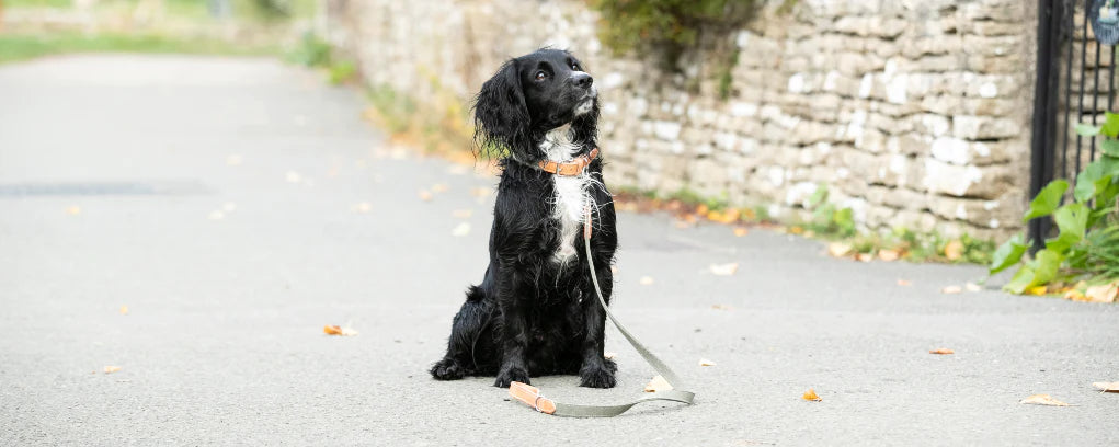 Leather Dog Collar and Lead