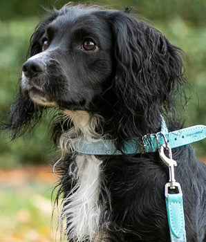 Fabric and Suede Leather Dog Collar - Light Blue Lifestyle