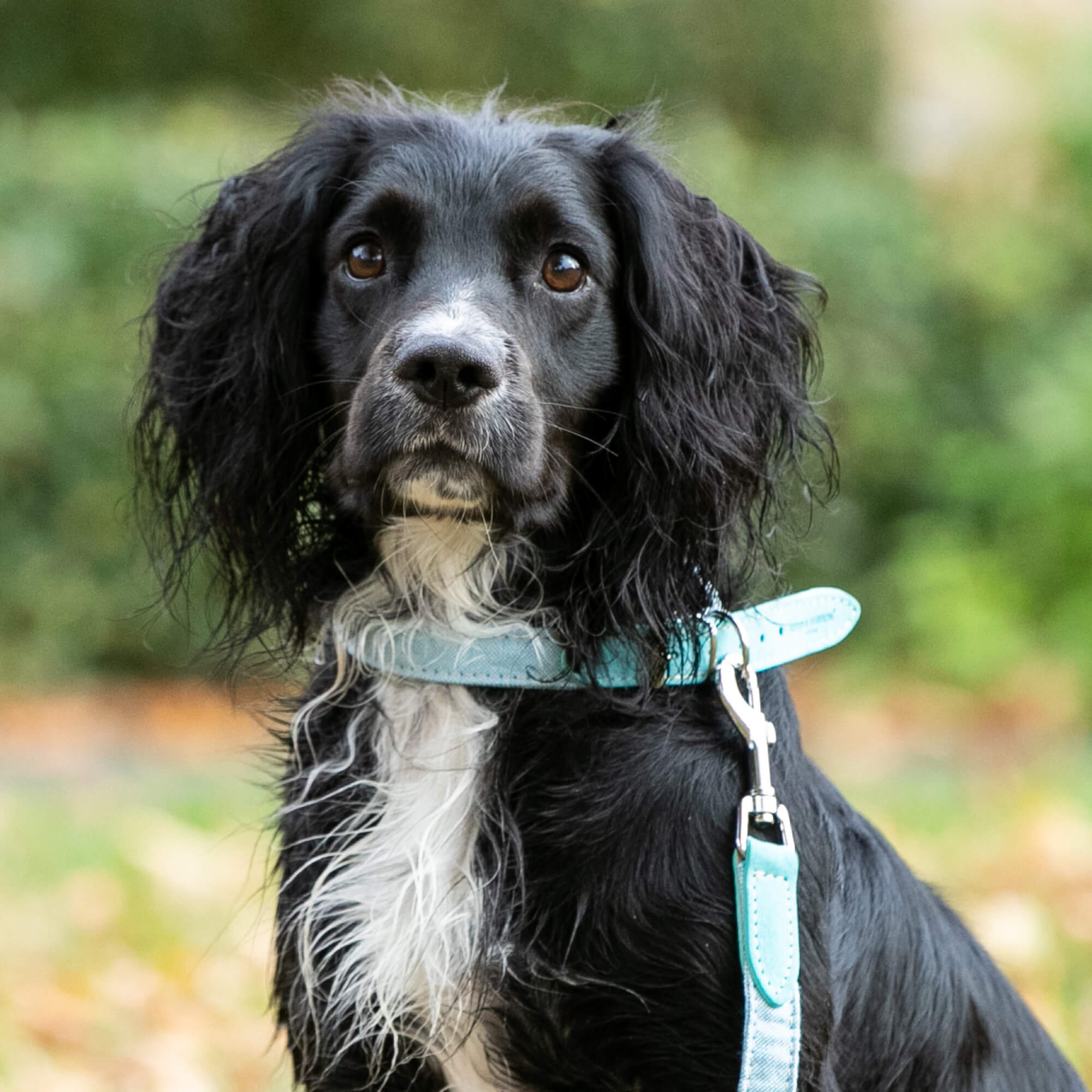 Light Blue Fabric and Suede Leather Dog Collar