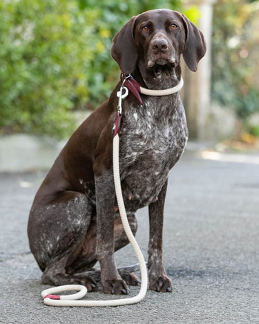 Rope and Leather Dog Lead - Burgundy Lifestyle