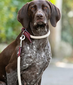 Rope and Leather Dog Lead - Burgundy Lifestyle