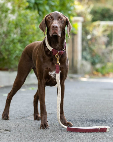 Flat Rope and Leather Dog Lead - Burgundy Lifestyle