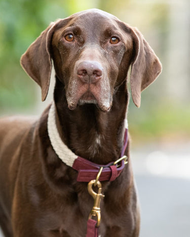 Flat Rope and Leather Dog Collar - Burgundy Lifestyle