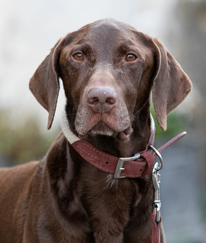 Rope and Suede Leather Dog Collar - Brown Lifestyle