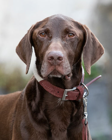 Rope and Suede Leather Dog Collar - Brown Lifestyle