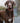 Rope and Suede Leather Dog Lead - Brown Lifestyle