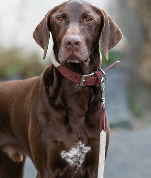Rope and Suede Leather Dog Lead - Brown Lifestyle