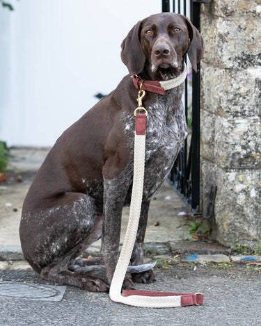 Flat Rope and Leather Dog Lead - Brown Lifestyle