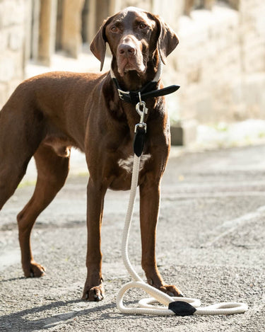 Rope and Suede Leather Dog Lead - Black Lifestyle