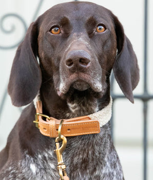 Flat Rope and Leather Dog Collar - Tan Lifestyle