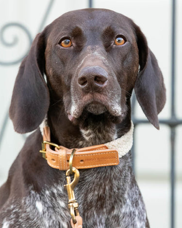 Flat Rope and Leather Dog Collar - Tan Lifestyle