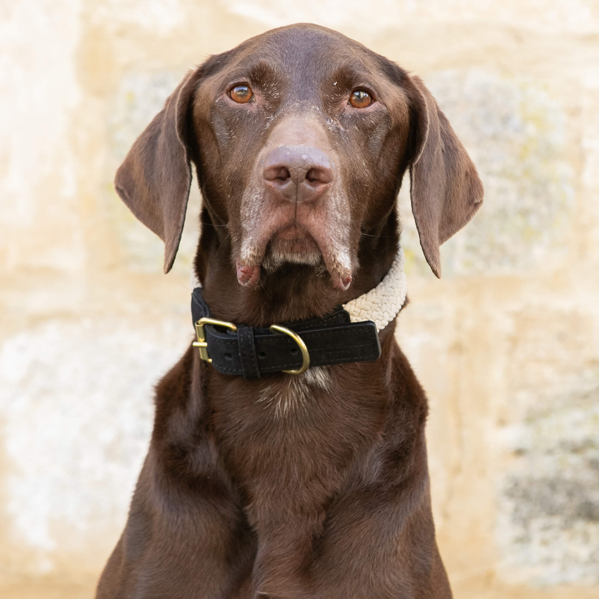 Black Flat Rope and Leather Dog Collar